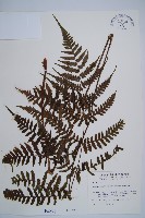 藏品(黑葉貞蕨)的圖片