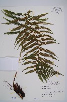 藏品(亞蹄蓋蕨)的圖片