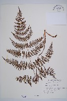 藏品(毛冷蕨)的圖片