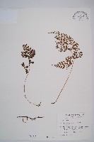 藏品(寬葉冷蕨)的圖片