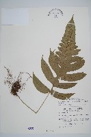 藏品(網脈雙蓋蕨)的圖片