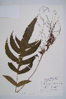 藏品(假腸蕨)的圖片