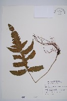 藏品(假腸蕨)的圖片