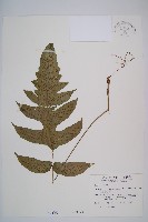 藏品(假腸蕨)的圖片