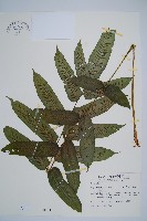 藏品(腸蕨)的圖片