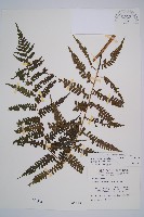 藏品(奄美短腸蕨)的圖片