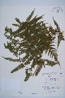 藏品(奄美短腸蕨)的圖片