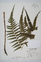 藏品(毛柄短腸蕨)的圖片