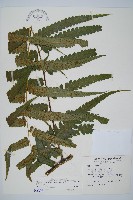 藏品(毛柄短腸蕨)的圖片