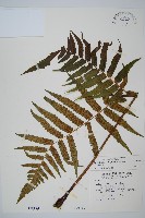 藏品(毛柄短腸蕨)的圖片