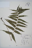 藏品(毛柄短腸蕨)的圖片