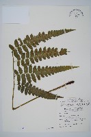 藏品(毛柄短腸蕨)的圖片