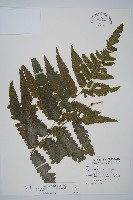 藏品(毛柄短腸蕨)的圖片