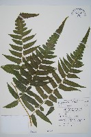 藏品(毛柄短腸蕨)的圖片