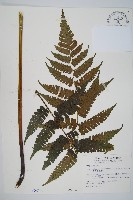 藏品(德氏雙蓋蕨)的圖片