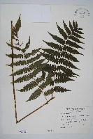 藏品(德氏雙蓋蕨)的圖片