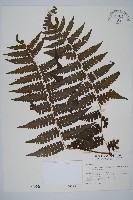藏品(德氏雙蓋蕨)的圖片