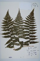 藏品(德氏雙蓋蕨)的圖片