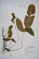 藏品(細柄雙蓋蕨)的圖片