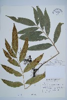 藏品(隱脈細柄雙蓋蕨)的圖片