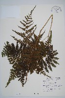 藏品(川上氏雙蓋蕨)的圖片