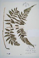 藏品(川上氏雙蓋蕨)的圖片