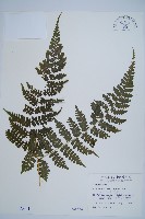 藏品(川上氏雙蓋蕨)的圖片