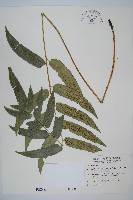 藏品(深山雙蓋蕨)的圖片