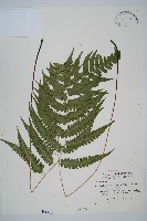 藏品(深山雙蓋蕨)的圖片