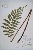 藏品(奄美雙蓋蕨)的圖片