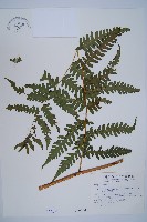 藏品(擬德氏雙蓋蕨)的圖片