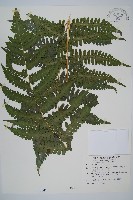 藏品(擬德氏雙蓋蕨)的圖片