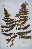 藏品(德氏雙蓋蕨)的圖片