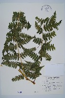 藏品(擬德氏雙蓋蕨)的圖片
