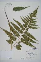 藏品(廣葉深山雙蓋蕨)的圖片