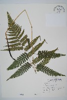 藏品(廣葉深山雙蓋蕨)的圖片