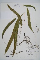 藏品(單葉雙蓋蕨)的圖片