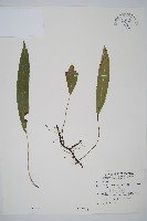 藏品(單葉雙蓋蕨)的圖片