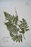 藏品(刺柄雙蓋蕨)的圖片