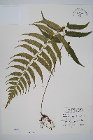 藏品(鋸齒雙蓋蕨、線葉雙蓋蕨、刺鱗雙蓋蕨)的圖片
