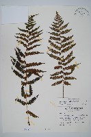 藏品(深山蹄蓋蕨)的圖片