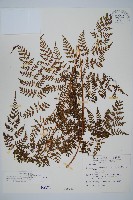 藏品(亞德氏蹄蓋蕨、假冷蕨)的圖片