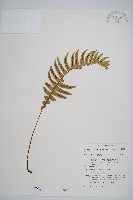 藏品(雉尾烏毛蕨)的圖片
