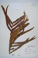 藏品(烏毛蕨)的圖片