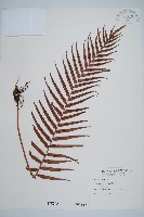 藏品(烏毛蕨)的圖片