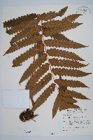 藏品(日本狗脊蕨)的圖片