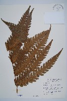 藏品(日本狗脊蕨)的圖片