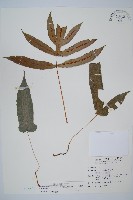 藏品(裂羽崇澍蕨)的圖片