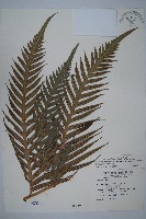 藏品(臺灣狗脊蕨)的圖片