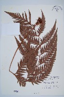 藏品(臺灣狗脊蕨)的圖片